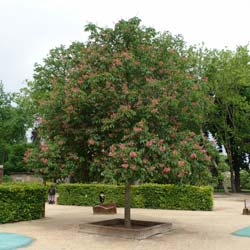 Castanheiro de flores vermelhas